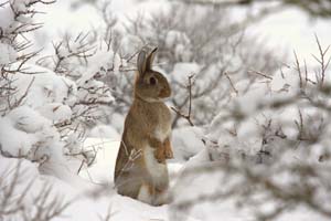bevroren Kilometers Vormen Konijnen en hamsters - wintertips