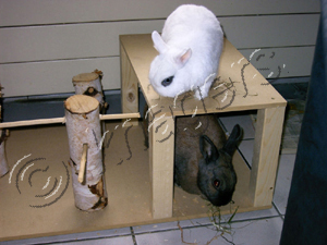 en hamsters - konijnenspeelgoed